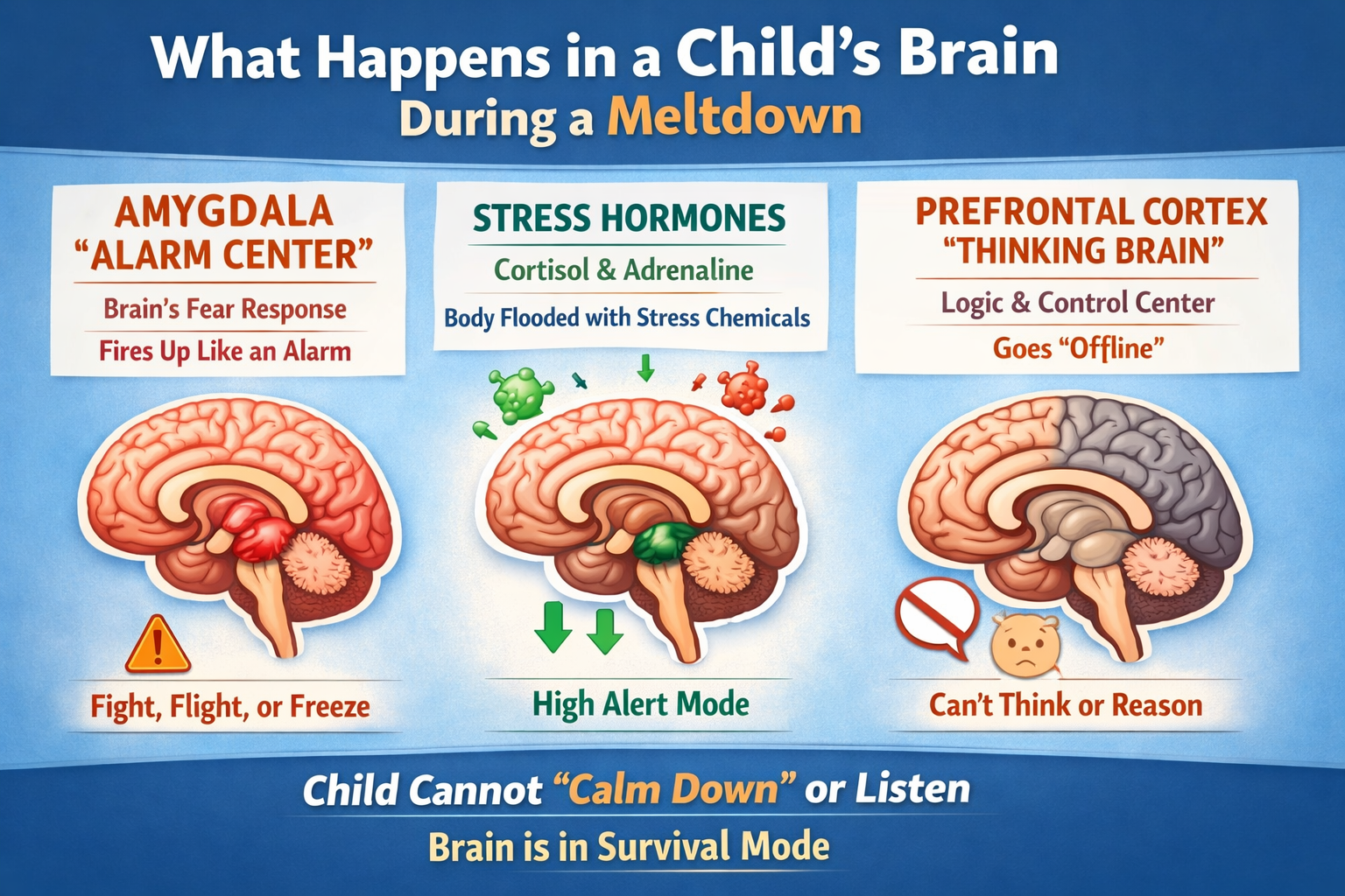 Diagram showing what happens in a child’s brain during a meltdown: the amygdala activates the stress response, cortisol and adrenaline flood the body, and the prefrontal cortex (thinking brain) goes offline, explaining why a child cannot calm down or reason.